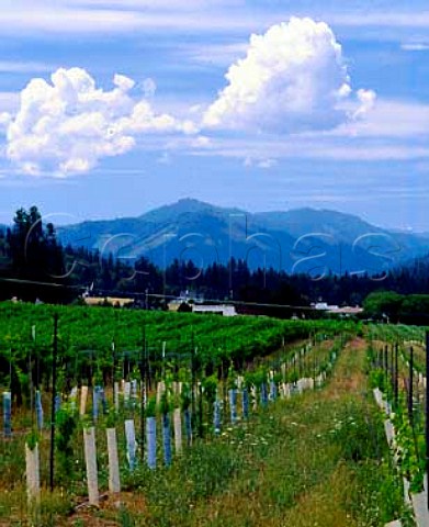 Vineyard of Valley View Winery in the   Applegate Valley Ruch Oregon USA  Rogue Valley AVA