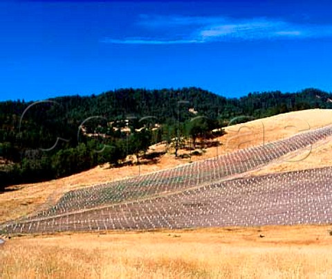Cobble Vineyard of Abacela Winery recentlyplanted   with Syrah and Tempranillo vines  Winston Oregon USA     Umpqua Valley AVA
