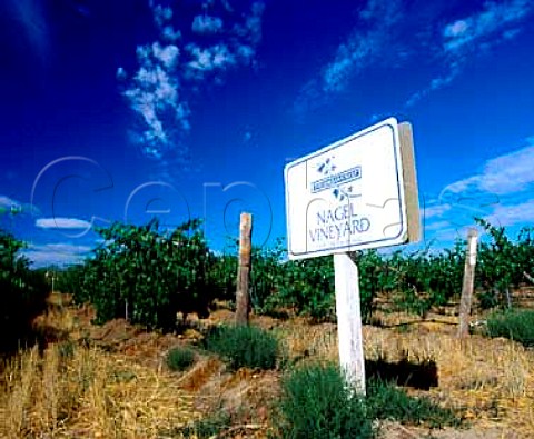 Chenin Blanc vineyard of Columbia Crest Winery   Paterson Washington USA  Columbia Valley AVA