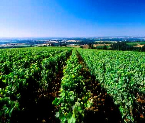 Vineyard of Domaine Drouhin above the   Willamette Valley Dundee Oregon USA  Willamette Valley AVA