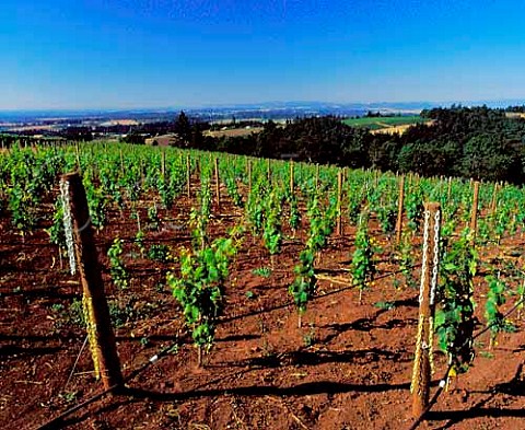 New vineyard of Domaine Drouhin  Dundee Oregon USA  Willamette Valley AVA