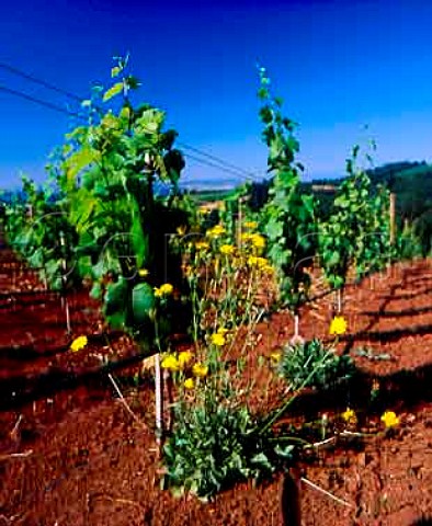 Flowers in vineyard of Domaine Drouhin  Dundee Oregon USA    Willamette Valley AVA