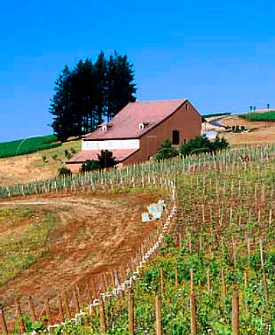 Deer in vineyard by winery of Domaine Drouhin   Dundee Oregon USA Willamette Valley AVA