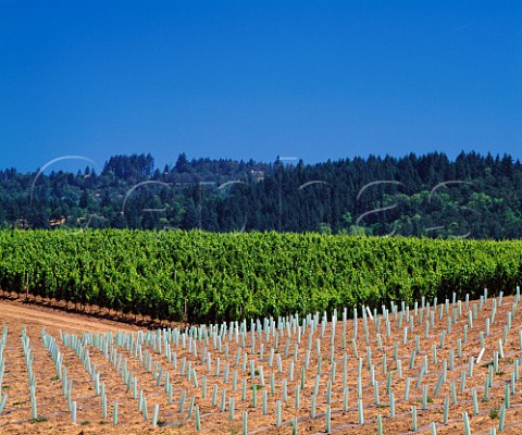 New and established Pinot Noir vineyards   of Adelsheim Newberg Oregon USA  Willamette Valley AVA