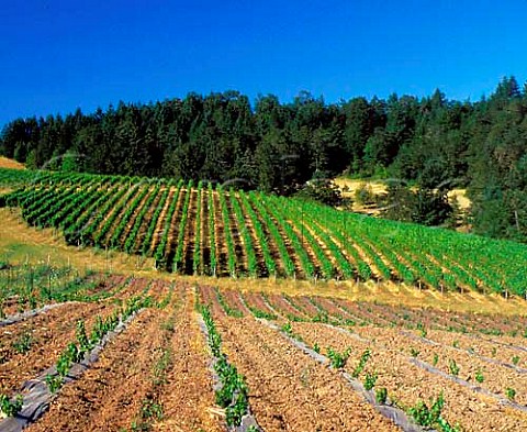 Recentlyplanted and established Pinot Noir of   Shea Vineyards  contract growers for many Oregon   wineries    Newberg Oregon USA   Willamette Valley AVA