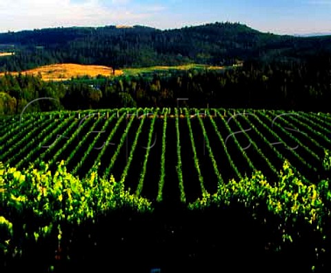 View over Chardonnay foreground and Pinot Noir   blocks of vines at Bethel Heights Vineyard Bethel   Oregon USA     Willamette Valley AVA