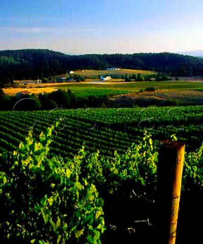 View over Chardonnay and Pinot Noir blocks of vines   at Bethel Heights Vineyard Bethel Oregon USA       Willamette Valley AVA