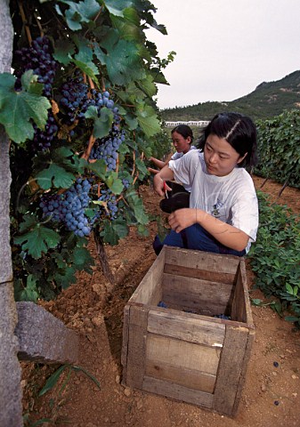 Harvest time in vineyard of the Huadong   Winery Qingdao province China