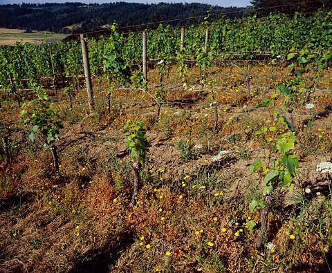 Patch of phylloxera affected vines within an   otherwise healthylooking vineyard   Oregon USA      Willamette Valley AVA
