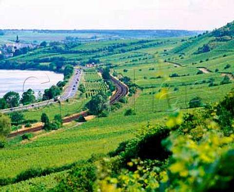 Rothenberg and Pettenthal vineyards between   Nackenheim and Nierstein Germany     Rheinfront  Rheinhessen