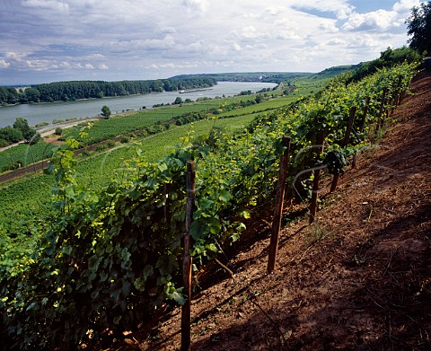 The redsoiled Rothenberg vineyard above the Rhine   at Nackenheim Germany   Rheinfront  Rheinhessen