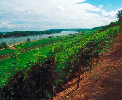 The red soil of the Rothenberg vineyard above the   Rhine at Nackenheim Germany   Rheinfront    Rheinhessen