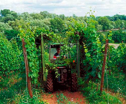 Mechanical pruning of vines in the redsoiled   Rothenberg vineyard at Nackenheim Germany   Rheinfront  Rheinhessen