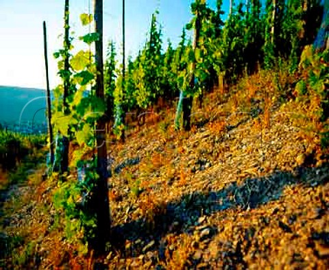 Slate soil in the Krauterhaus vineyard at   TrabenTrarbach Germany     Mosel
