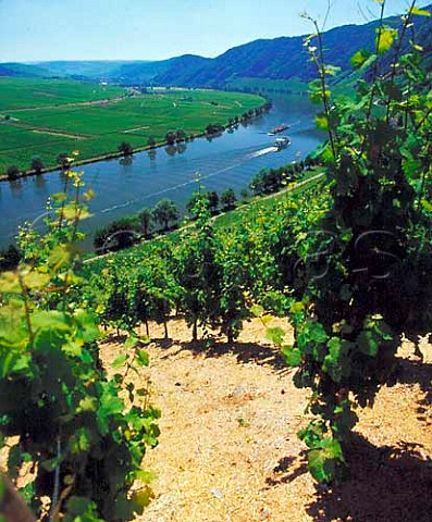 The Goldtropfchen vineyard sloping down to the Mosel   at Piesport Germany      Mosel