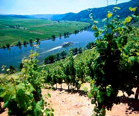 The Goldtropfchen vineyard sloping down to the Mosel   at Piesport Germany      Mosel