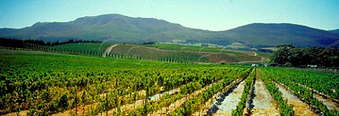 Hamilton Russell Vineyards in the Hemel en Aarde   Valley Hermanus South Africa    Overberg WO
