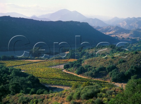 Saucelito Canyon Vineyards nonirrigated 100year old Zinfandel vines  San Luis Obispo County California  Arroyo Grande AVA
