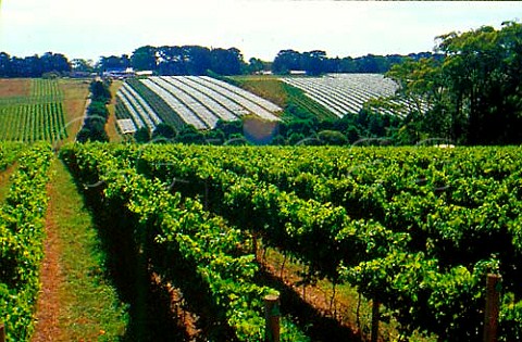 TGallant vineyards  those in the   distance are covered with antibird   netting    Victoria Australia  Mornington Peninsula