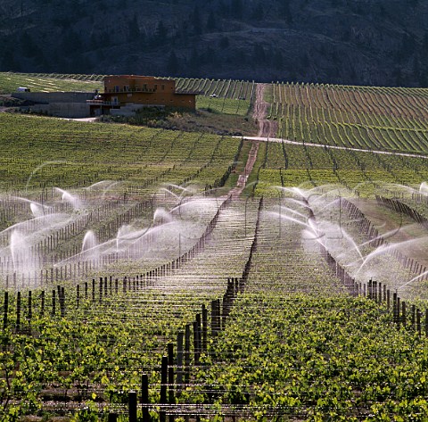 Irrigation of Burrowing Owl Vineyards in the Black   Sage Road area South Okanagan British Columbia   Canada Okanagan Valley VQA