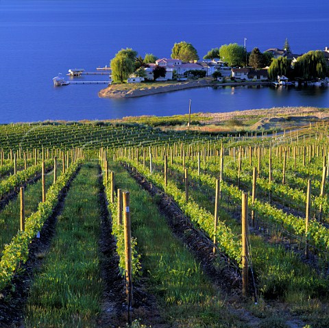 Quails Gate vineyard by Okanagan Lake Kelowna British Columbia Canada   Okanagan  Valley VQA