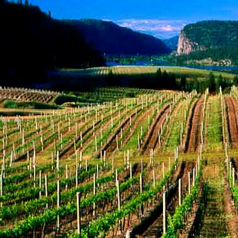 Blue Mountain Vineyard with Vaseaux Lake in the   distance Okanagan Falls British Columbia Canada   Okanagan Valley VQA