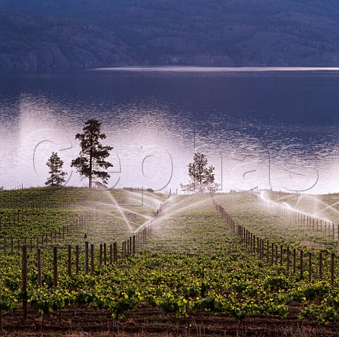 Irrigation in Greata Ranch Vineyard of Cedar Creek   Estate on the shore of Okanagan Lake near   Summerland British Columbia Canada     Okanagan Valley VQA