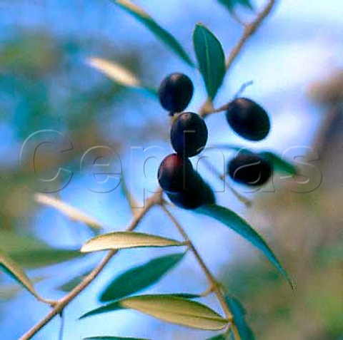 Olives on tree   Seresin Estate Marlborough New Zealand