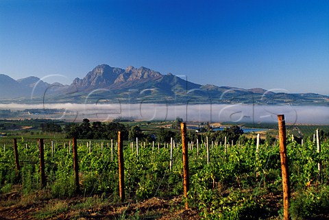 Chenin Blanc vineyard on Fairview Estate   with the Simonsberg in the distance   Paarl Cape Province South Africa