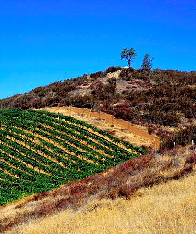 Chalone vineyards in the Gavilan Mountains above   Soledad Monterey Co California   Chalone AVA