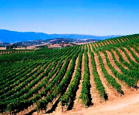 Chalone Vineyards in the Gavilan Mountains above   Soledad Monterey Co California   Chalone AVA