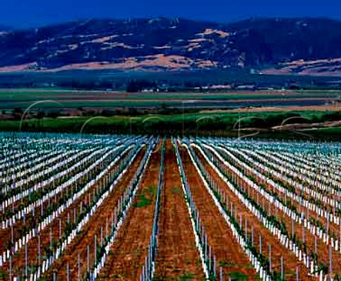 New vineyard in the Salinas Valley near Soledad   Monterey Co California   Monterey AVA