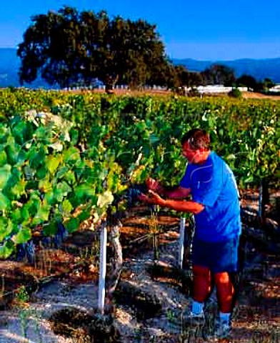 Bob Lindquist of Qup with Mourvdre grapes   in his IbarraYoung vineyard at Los Olivos   Santa Barbara Co California  Santa Ynez Valley AVA