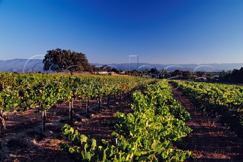 Mourvdre vines in the IbarraYoung vineyard of Qup at Los Olivos Santa Barbara Co California  Santa Ynez Valley AVA