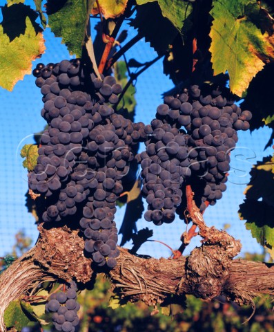 Mourvdre grapes in the IbarraYoung vineyard of Qup Los Olivos Santa Barbara County California  Santa Ynez Valley AVA