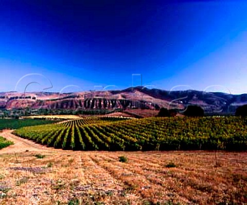Sanfords La Rinconada Vineyard Buellton   Santa Barbara Co California  Santa Rita Hills AVA  Santa Ynez Valley AVA