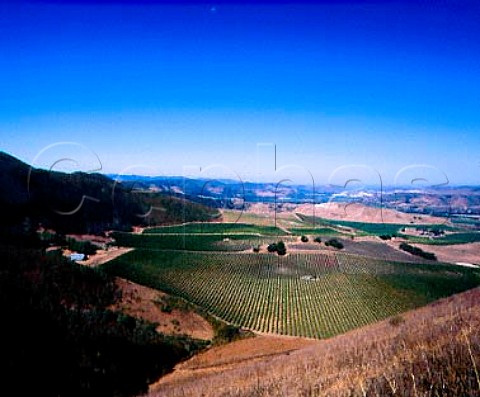 View over the Sanford and Bendict Vineyard with   La Rinconada Vineyard beyond  Sanford Winery Buellton Santa Barbara Co   California       Santa Rita Hills AVA  Santa Ynez Valley AVA