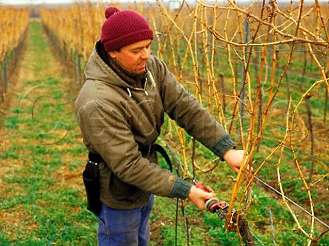 Winter pruning of riesling vines  Bad Drkheim Germany  Pfalz