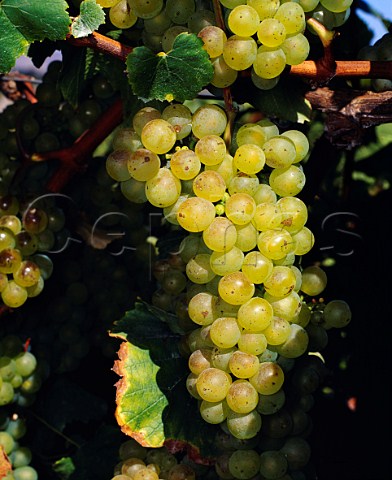Ripe Chardonnay grapes in the Sanford and Benedict   Vineyard Buellton Santa Barbara Co California   Santa Rita Hills AVA  Santa Ynez Valley AVA