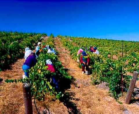 Harvesting Pinot Noir grapes in Sanfords   La Rinconada vineyard Buellton   Santa Barbara Co California     Santa Rita Hills AVA  Santa Ynez Valley AVA