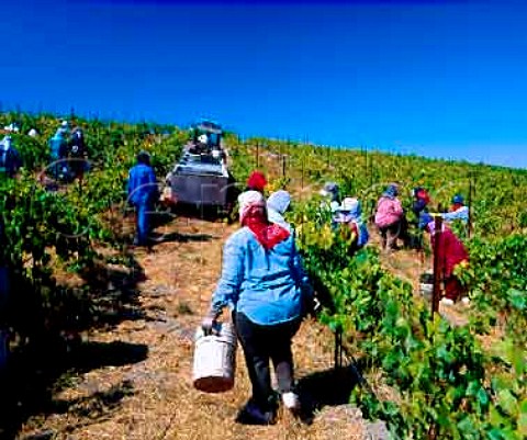 Harvesting Pinot Noir grapes in Sanfords   La Rinconada vineyard Buellton   Santa Barbara Co California     Santa Rita Hills AVA  Santa Ynez Valley AVA
