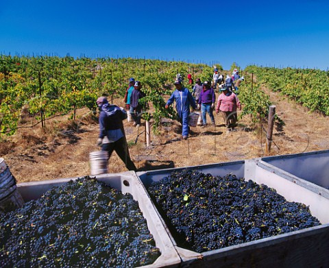Harvesting Pinot Noir grapes in La Rinconada vineyard of Sanford Buellton   Santa Barbara Co California Santa Rita Hills AVA  Santa Ynez Valley AVA