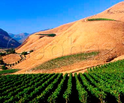 Bien Nacido Vineyard In the foreground is a blockof Barbera and top centre a block of Nebbiolo bothused by Au Bon Climat for its Il Podere range Topright is a block of Syrah used by Qup for itsHillside Select   Santa Maria Santa Barbara CoCalifornia     Santa Maria Valley AVA