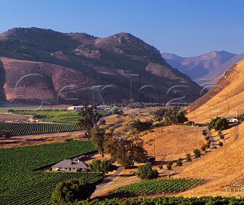 Part of Bien Nacido Vineyard with the winery of Au Bon Climat and Qup at the far end Santa Maria Santa Barbara Co California       Santa Maria Valley AVA