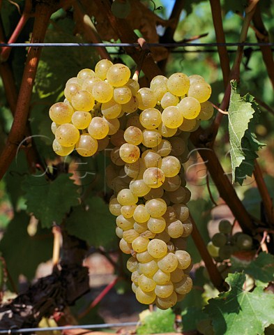 Tocai Friulano grapes also known as Sauvignonasse   in Chile and Sauvignon Vert in France in the   Bien Nacido Vineyard of Au Bon Climat   Santa Maria Santa Barbara Co California   Santa Maria Valley AVA