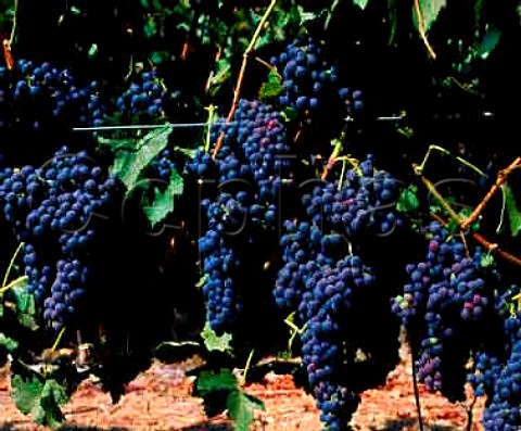 Refosco grapes in the Bien Nacido Vineyard of   Au Bon Climat   Santa Maria Santa Barbara Co   California     Santa Maria Valley AVA