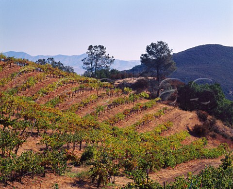 Jensen Vineyard Pinot Noir of Calera at an   altitude of around 2200 feet in the Gavilan   Mountains Hollister San Benito Co California    Mount Harlan AVA