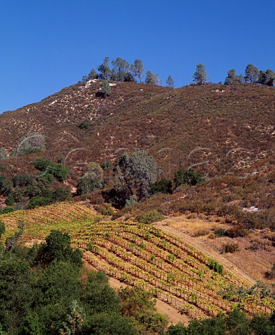 Selleck Vineyard Pinot Noir of Calera at an   altitude of around 2200 feet in the Gavilan   Mountains Hollister San Benito Co California    Mount Harlan AVA