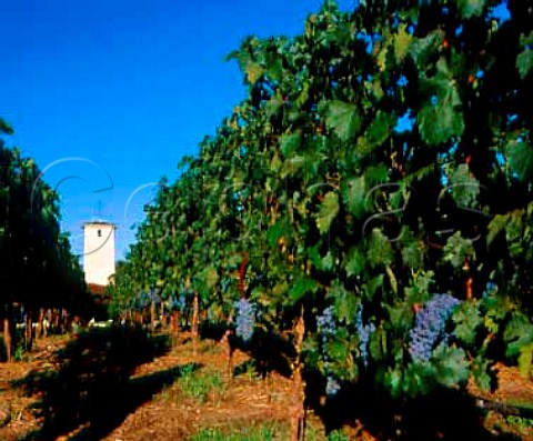 The tower of Robert Mondavi Winery viewed through   Cabernet Sauvignon vines in the To Kalon Vineyard   Oakville Napa Co California