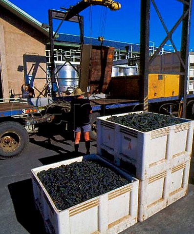 Pinot Noir grapes arriving at Acacia Winery   Napa California  Carneros AVA
